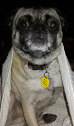 IMG_20170519_172600ps